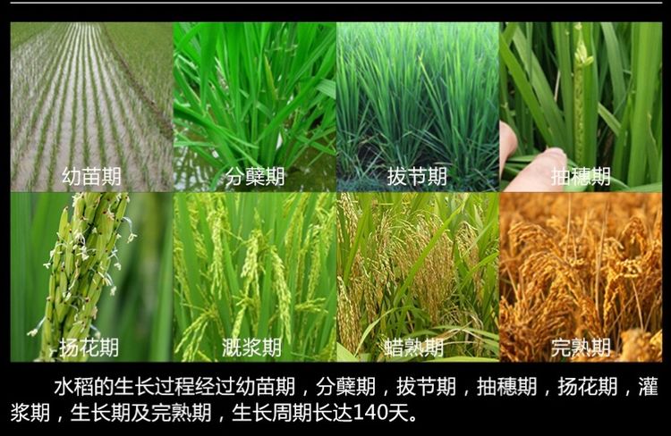 林甸大米生长在世界仅存三大黑土带上