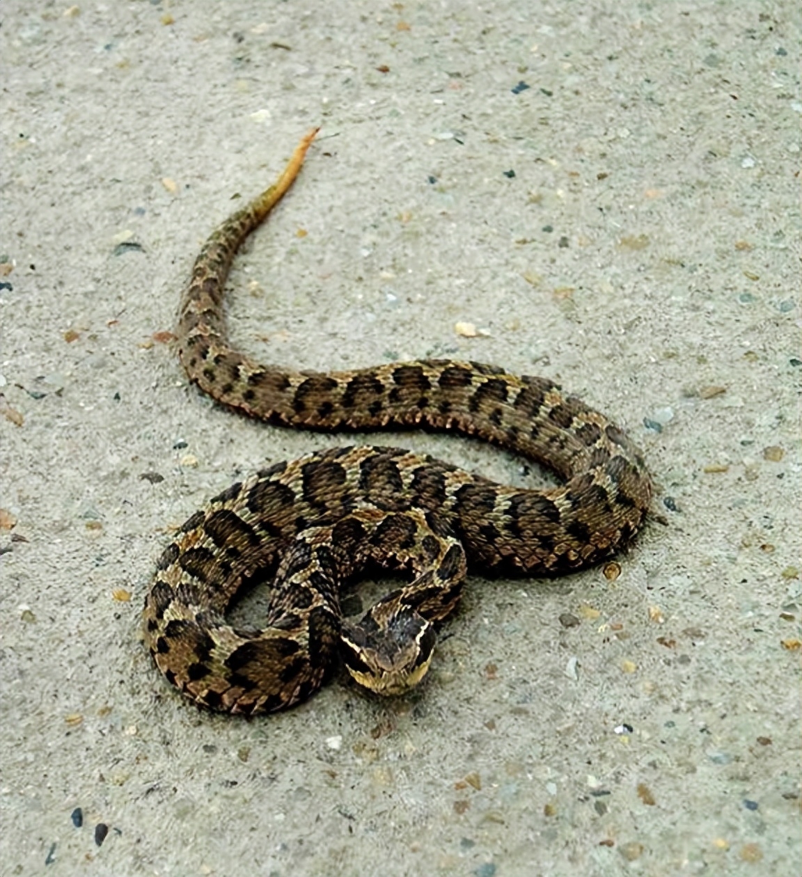 长白山采参人最怕的蛇!"守参蛇"究竟是什么蛇?为啥要守人参?