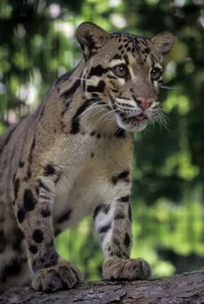 牧民放牧遇云豹产崽,扔20斤肉救云豹,3年后牧民遇险云豹相救