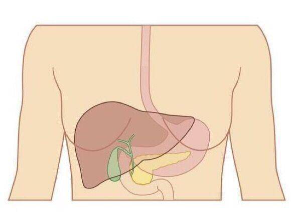 肝脏胃部位置图片图片