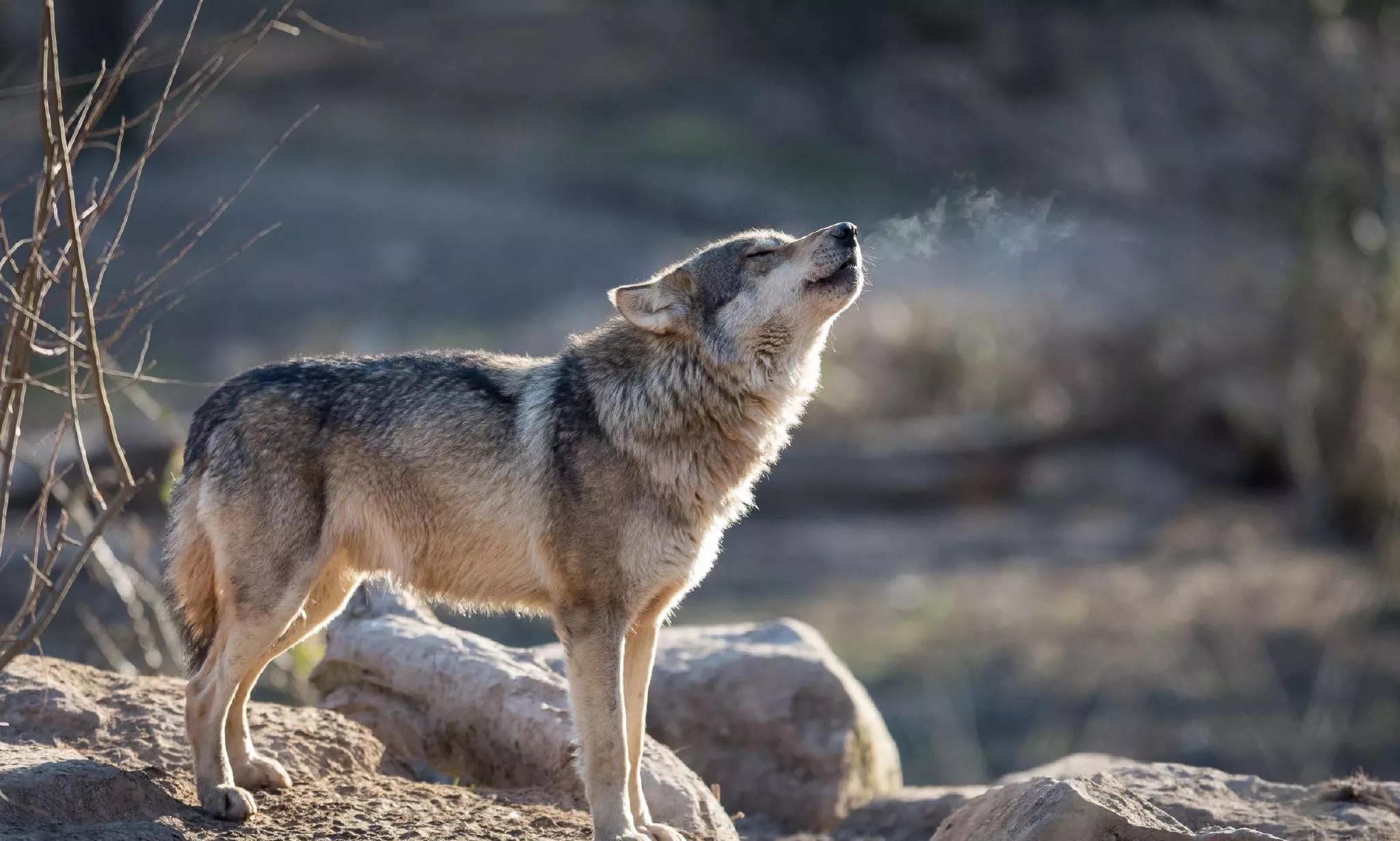 狼群中只有狼王有交配权,那其他的公狼想繁衍了,怎么办?