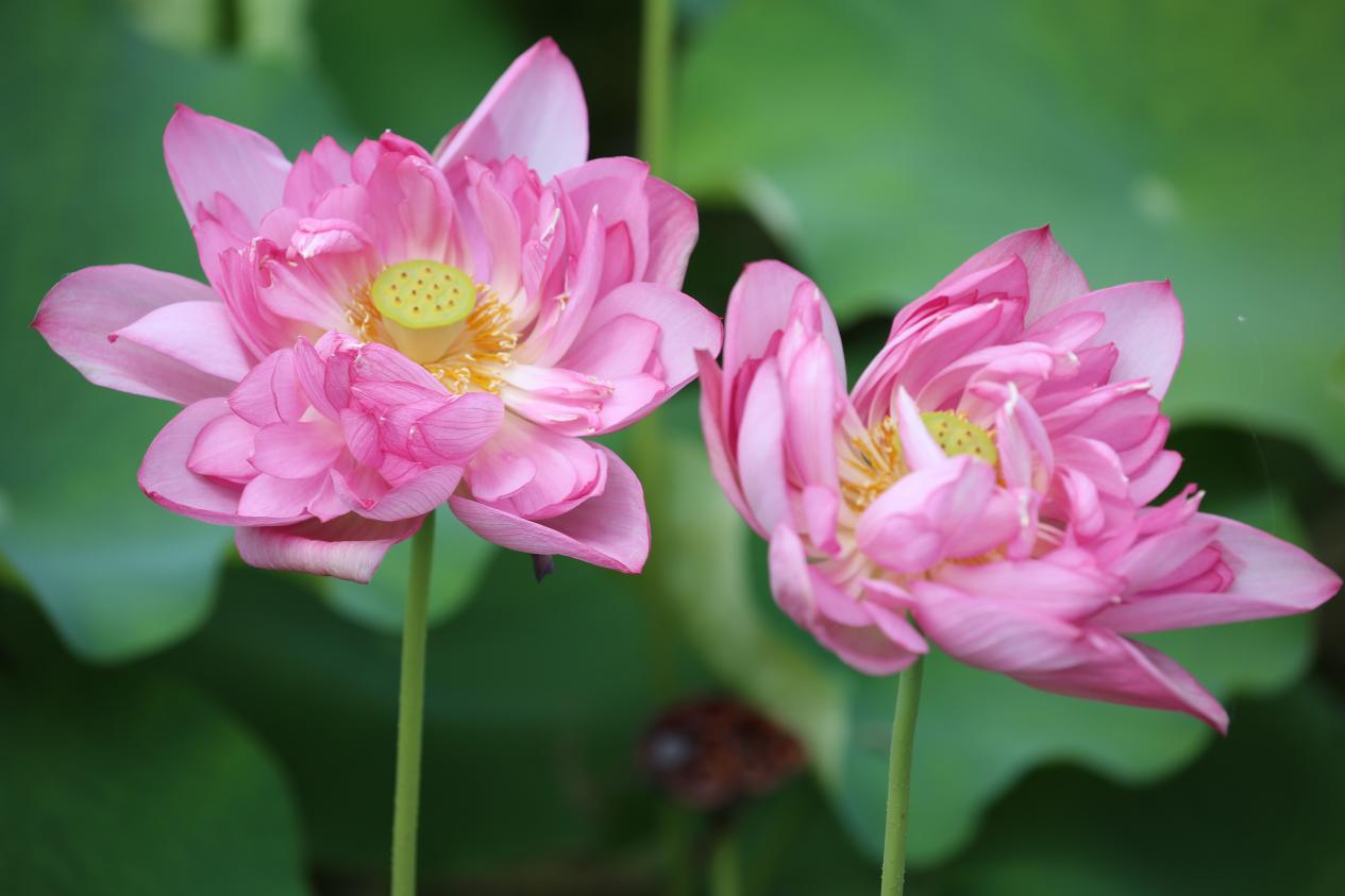 贵港覃塘3000千亩荷花田,太出片了!赛江南的赏荷天堂