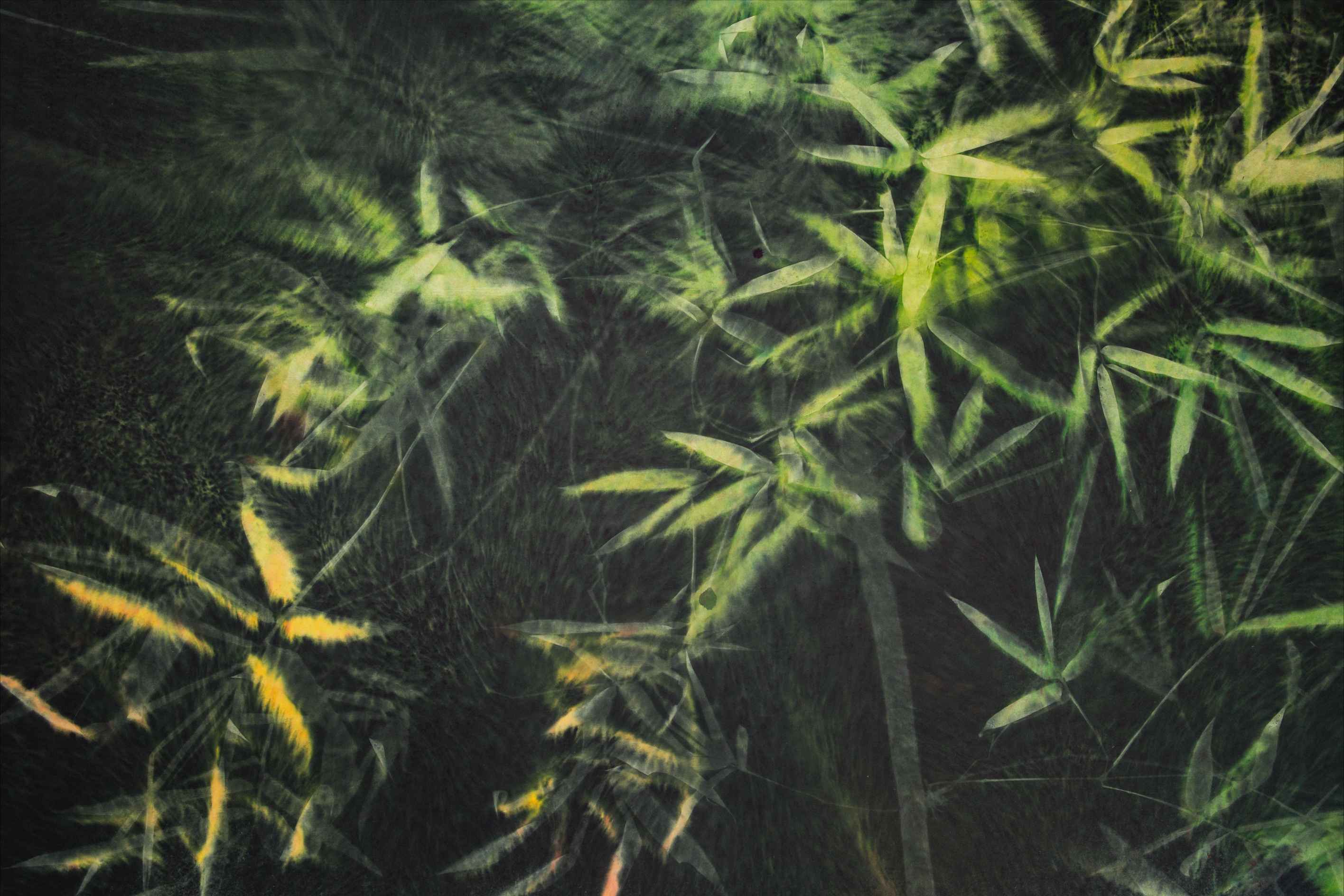 张明明——自然的诗人,光影的舞者