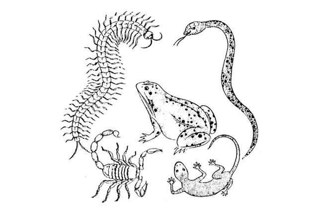 "不怕蛤蟆进家门,就怕三树立门头"啥意思?怕哪三种树立门头?