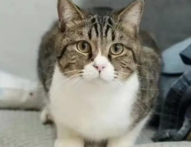 高管17岁儿子活剥猫皮惹众怒 交通银行,农业银行微博被爱猫人士