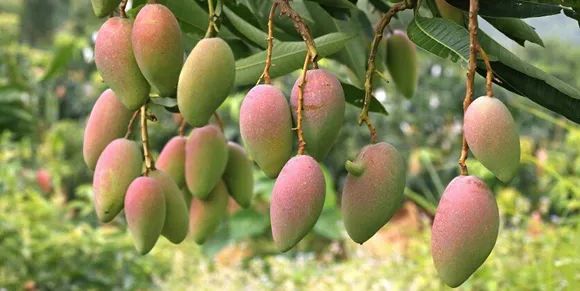 百色芒果上市!中新云农点亮芒果全产业链模式