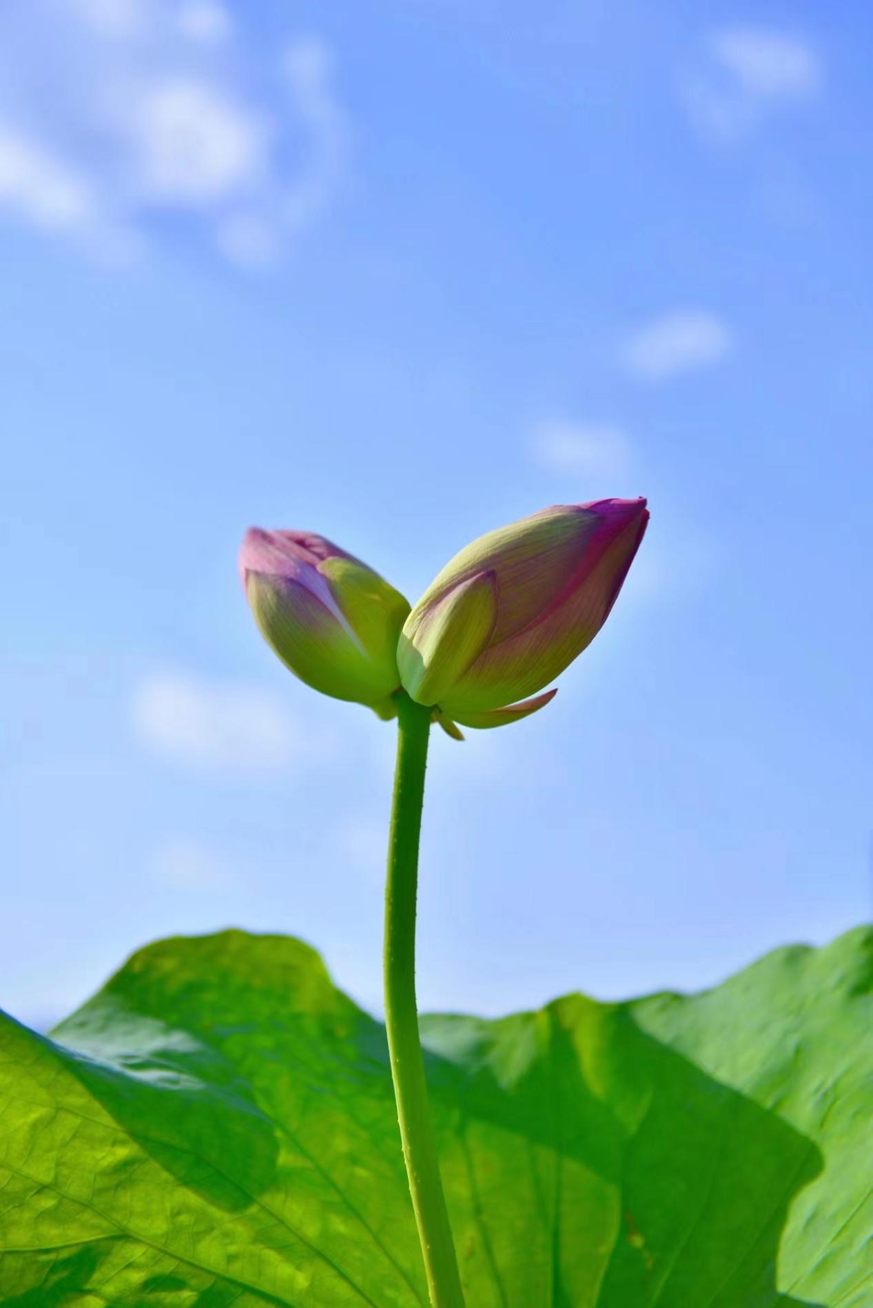 并蒂莲生,佳偶天成