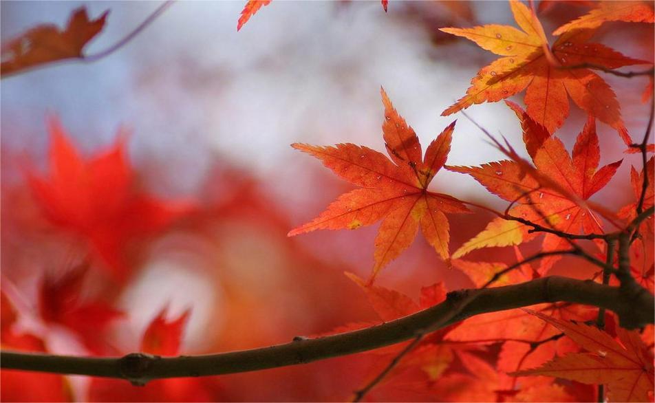 金秋红叶之美——红叶与诗