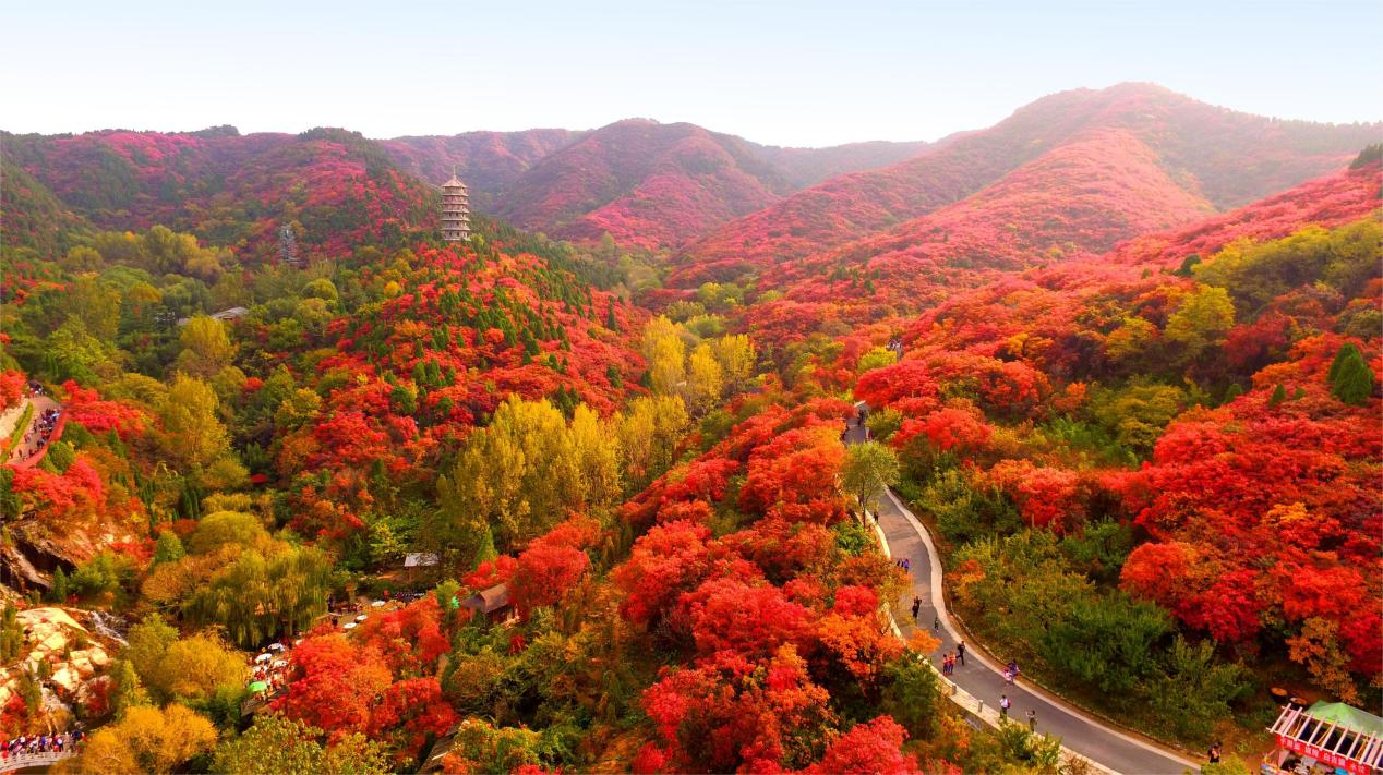 金秋红叶之美——红叶与诗