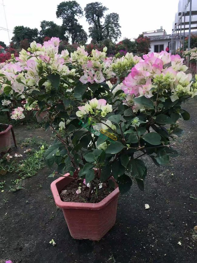 三角梅界的"贵族"—金心双色,花叶共赏,丰花勤花,阳台也能养