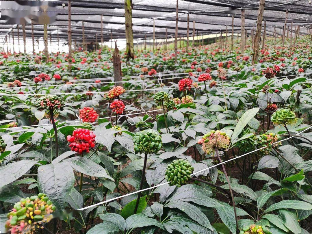 解密云南文山三七:探寻药材种植的奇妙世界