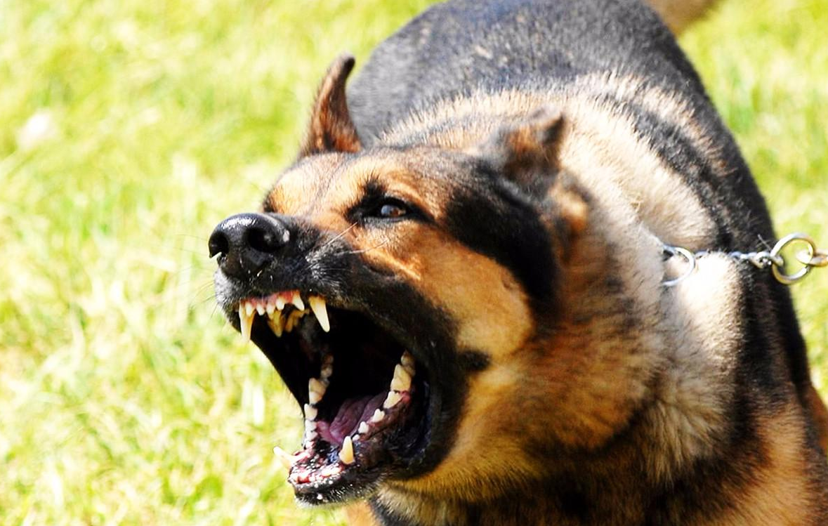 被狗追咬时应该怎么办呢?教你4个方法,很多人还不知道