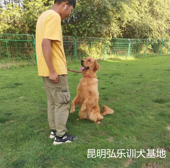 昆明弘乐训犬基地:五个训狗小技巧!