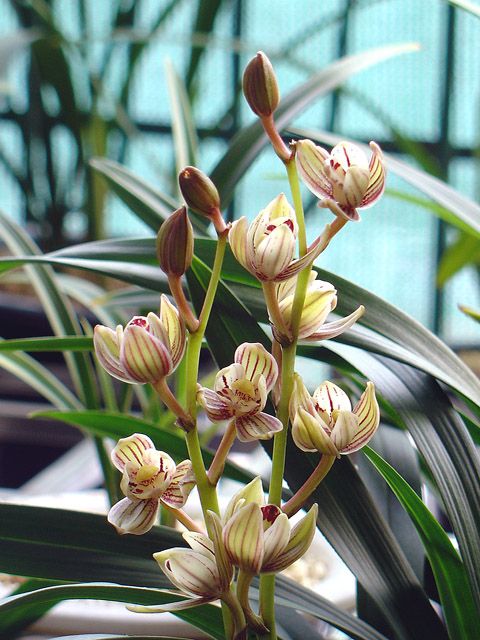 建兰名品"金荷"兰花,花型圆润,易花易芽,香气馥郁,适合新手