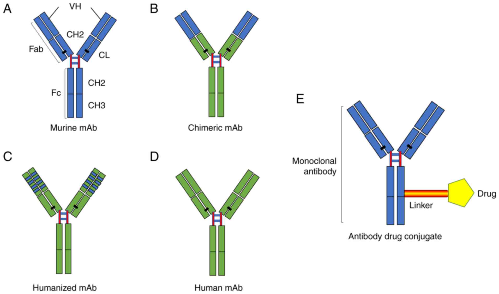 单克隆抗体技术之b细胞单克隆抗体在癌症领域中的制备及应用分析