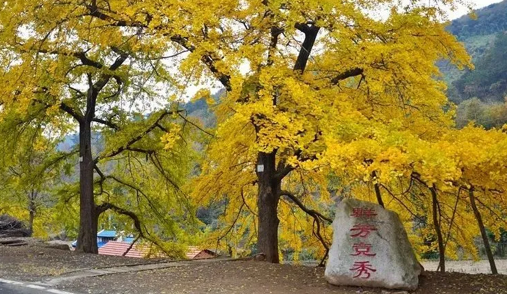 安陆附近一日游景点图片