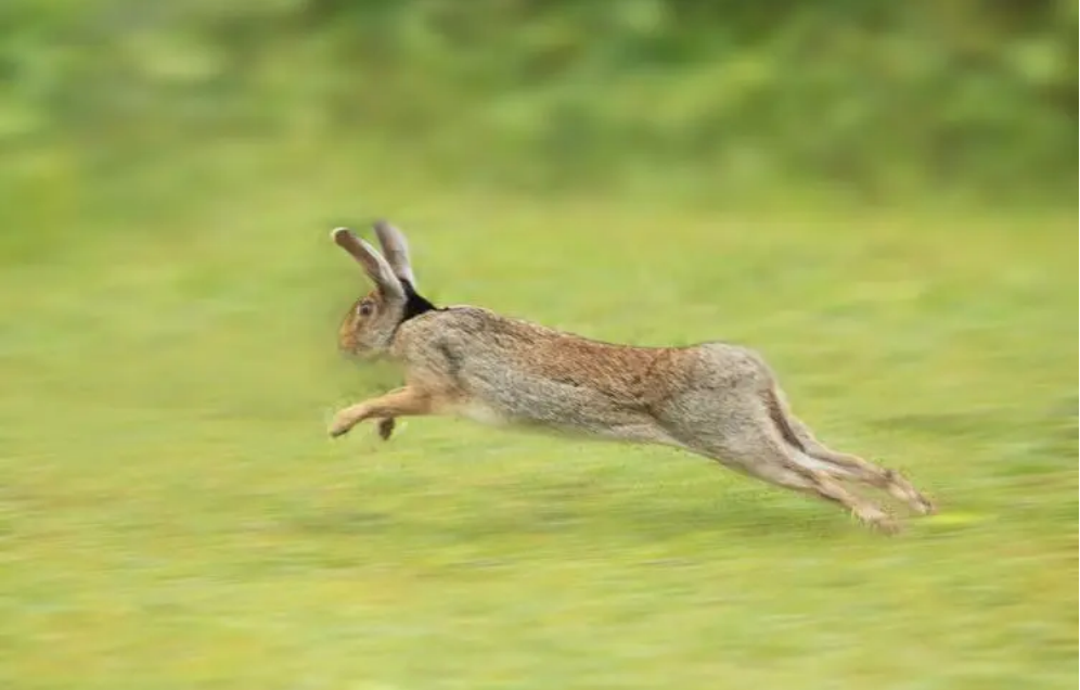静若处子,动如脱兔,上善若水!