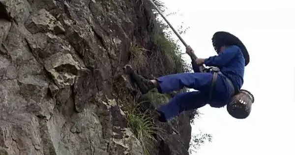 1983年采药老人援救山羊,山羊三度返回,是报恩还是另有缘由?