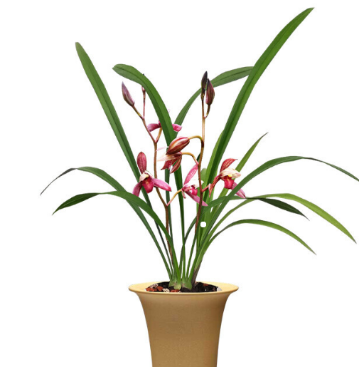 它是建兰"三剑客",高贵典雅,放在家中上档次