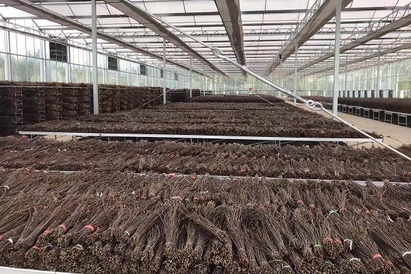 新商机?有人花40多万收购4000斤金蝉,背后却有人赔光多年积蓄