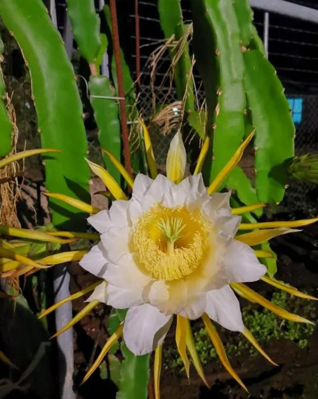 [原文:标题:霸王花的花语:力量.