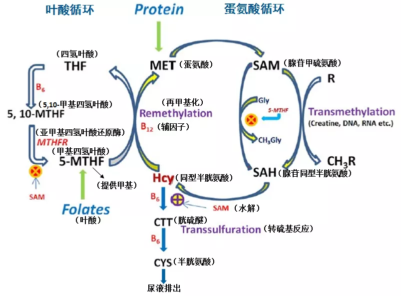 叶酸,你真的摄取够了吗?心血管保护的关键,不能忽视的重要营养