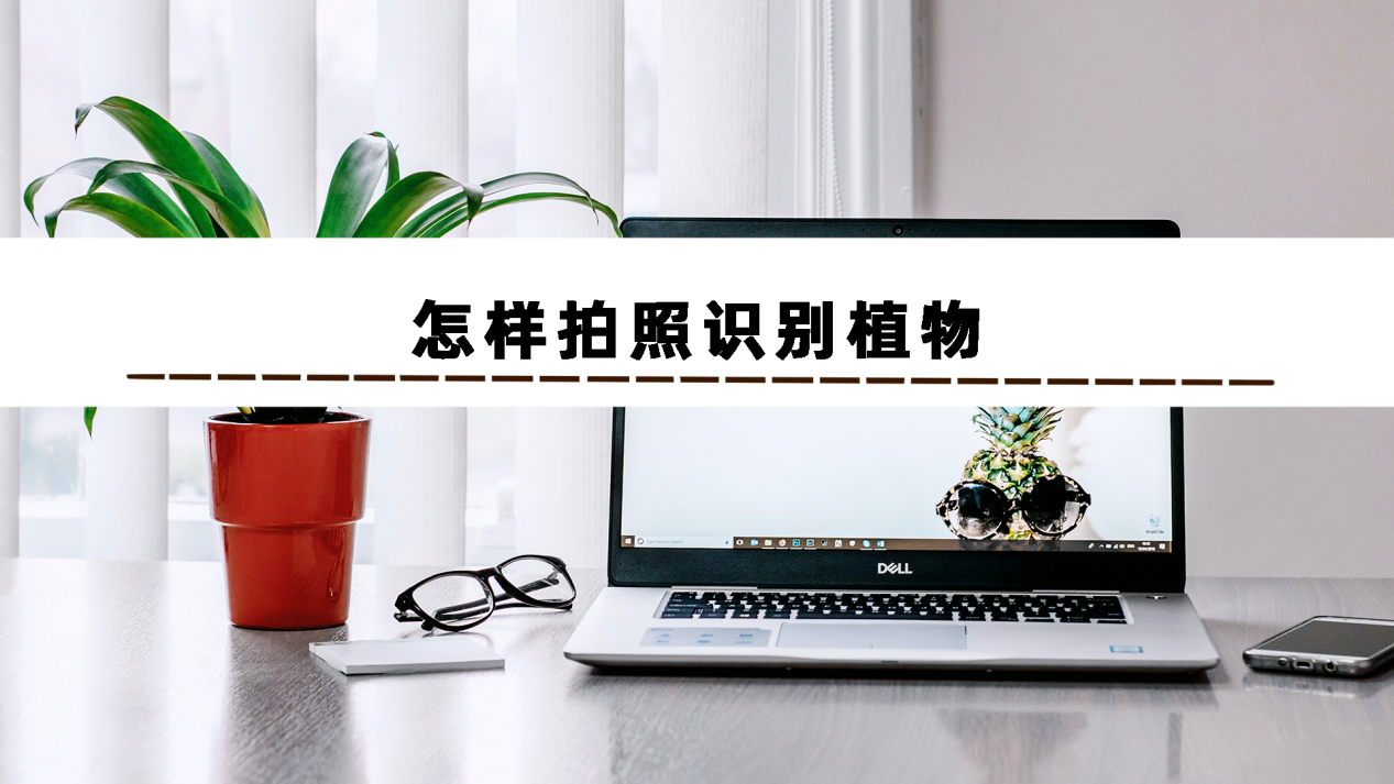 怎样拍照识别植物?1分钟教你怎么分辨植物