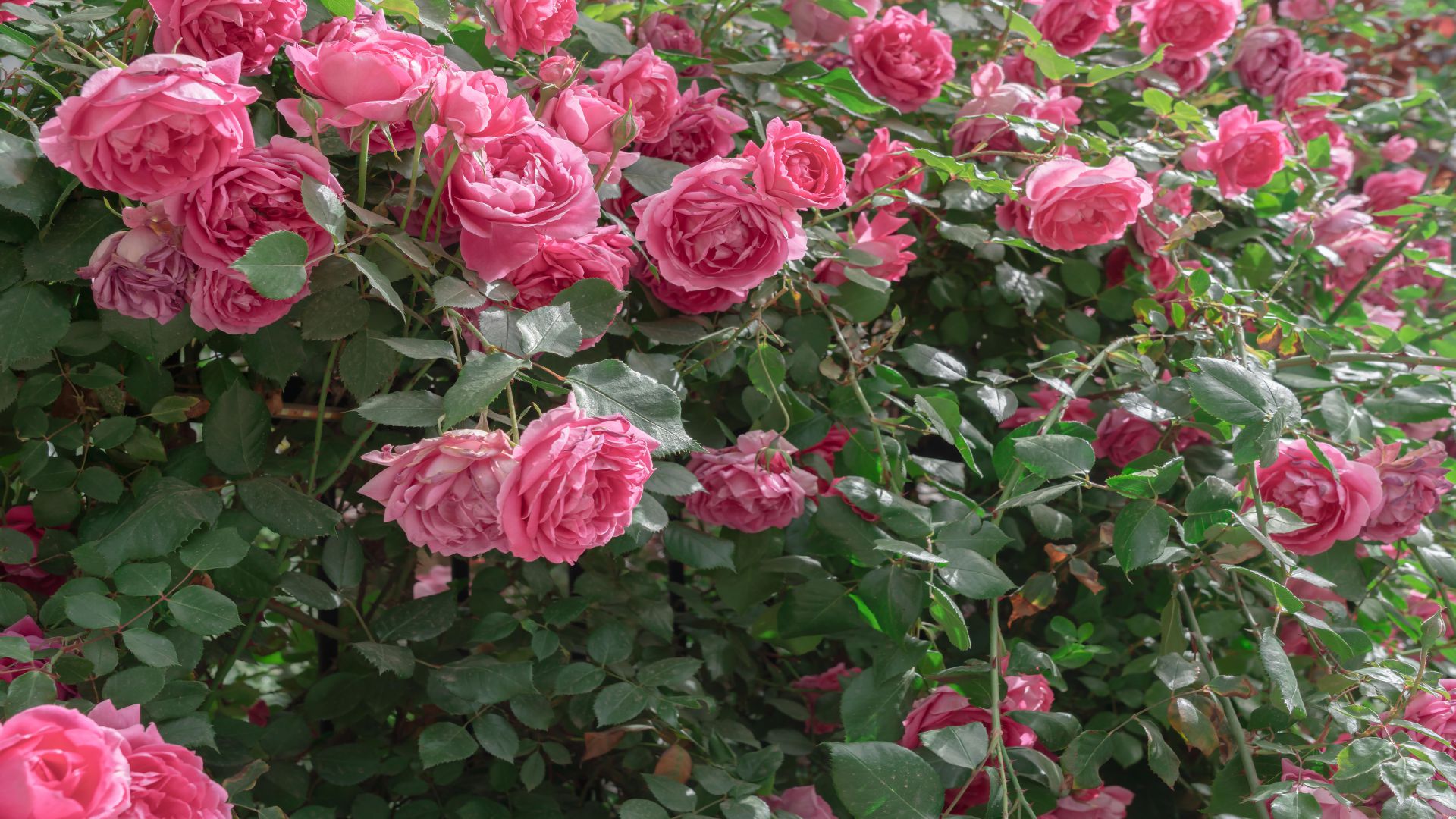 8天以后,四大星座朱门绣户,霸气侧漏,膏粱文绣