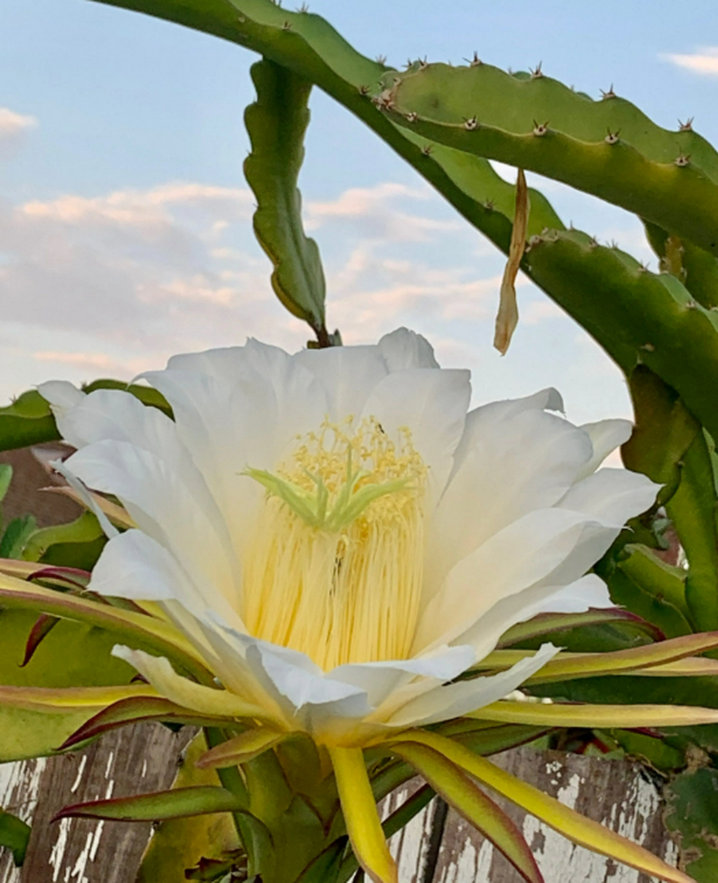 [原文:标题:霸王花的花语:力量.