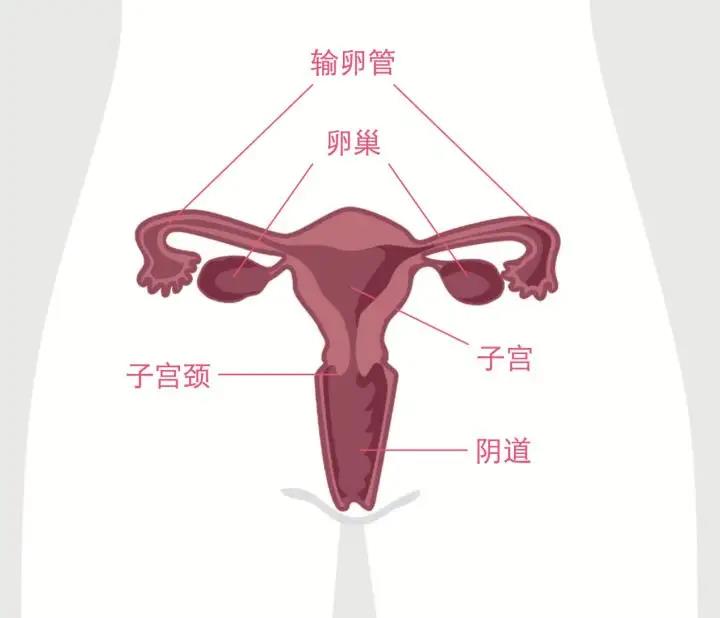 盆腔養護儀守護子宮卵巢健康