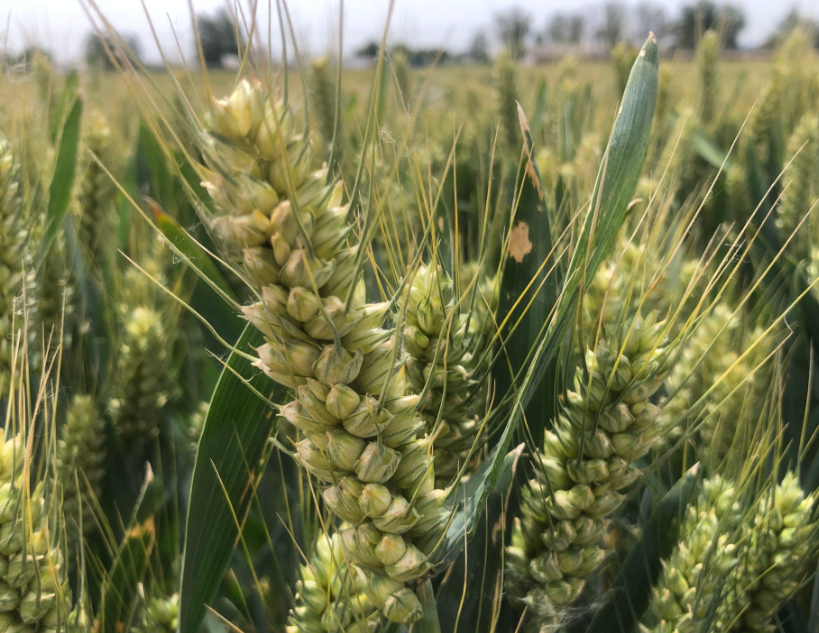 2022年马兰一号小麦品种