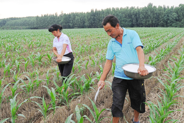 尿素的正确施肥方法