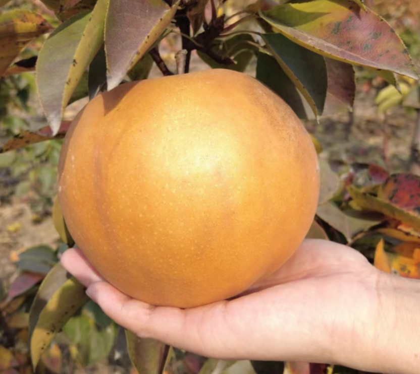 富硒金果梨:从秀山走出的健康水果