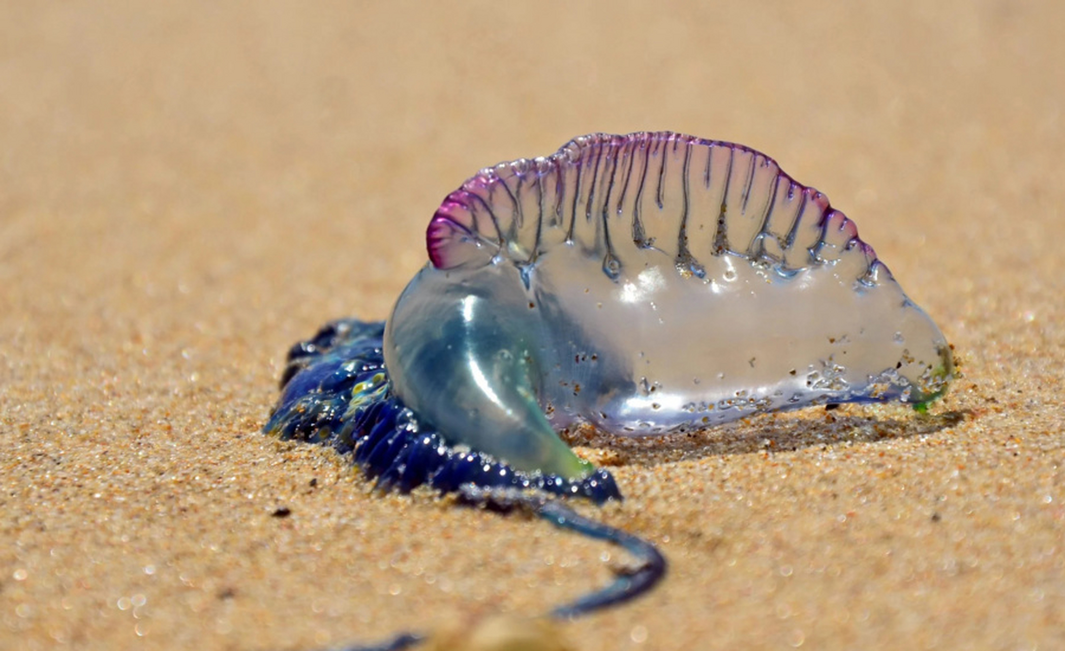 僧帽水母是一种色彩鲜艳但有毒的生物,其触手可长达数十米,能缠绕并