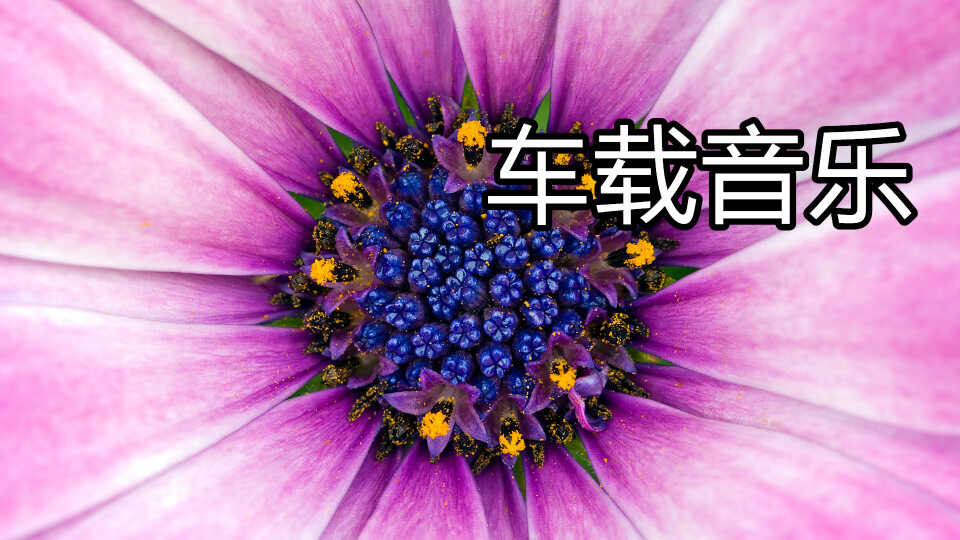 中文dj歌曲大全5000首_一人一首成名曲(内地 港台版)