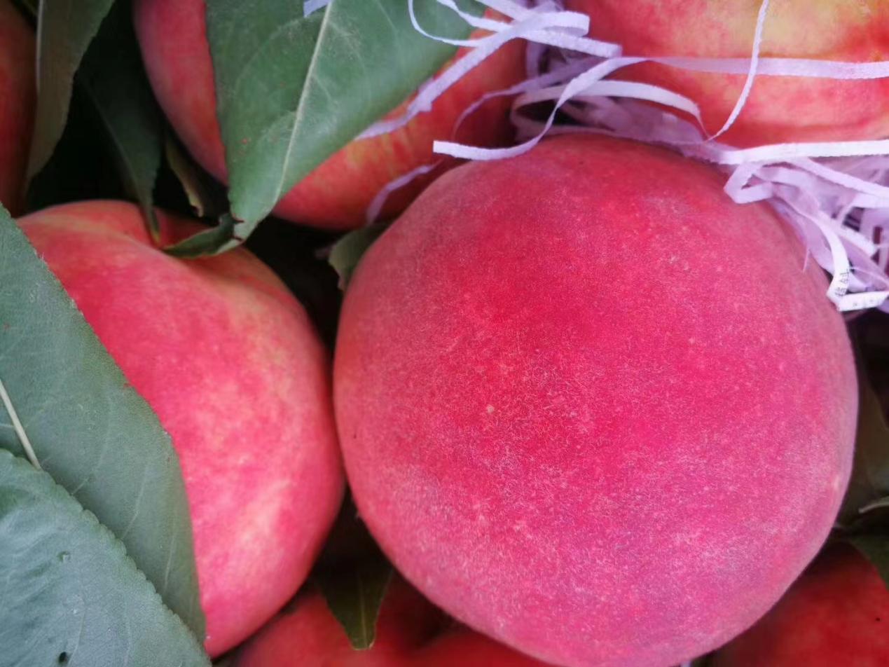 "小蜜桃"敲开"致富门"!"品牌强农"助力乡村振兴