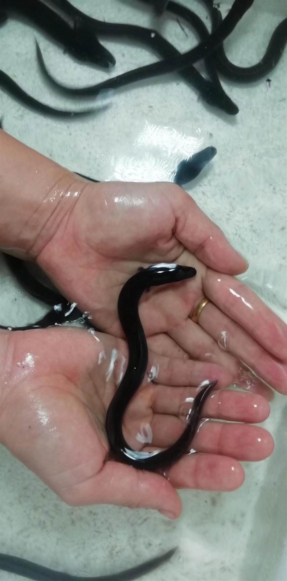 海中"软黄金"鳗鱼苗,一克价值600元!凭什么卖得比黄金还贵?