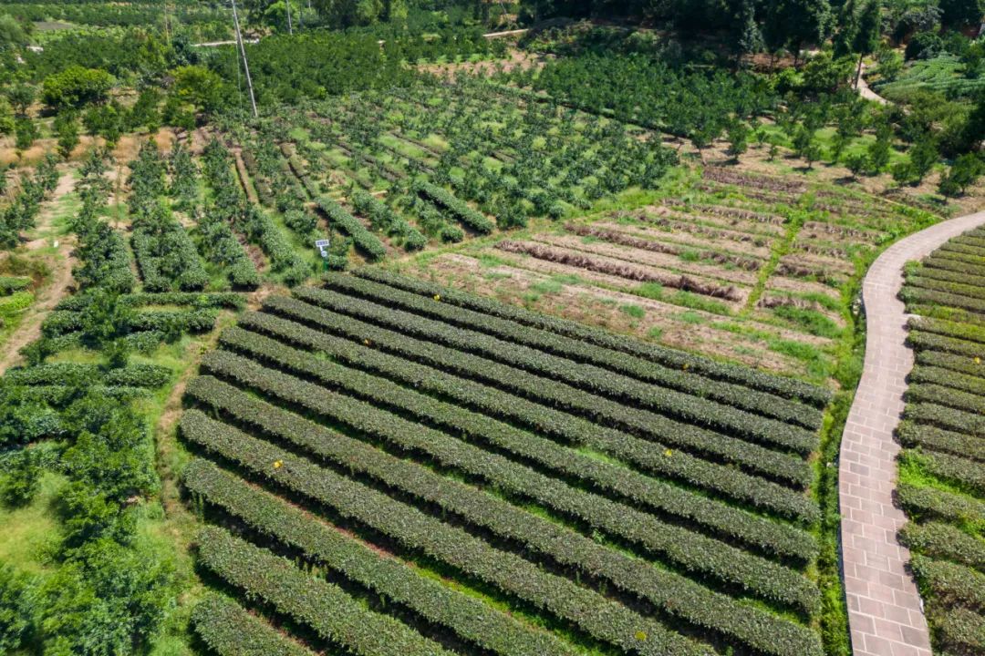 "天府兴农,筑梦红旅"实践调研团走进成佳镇麟凤村