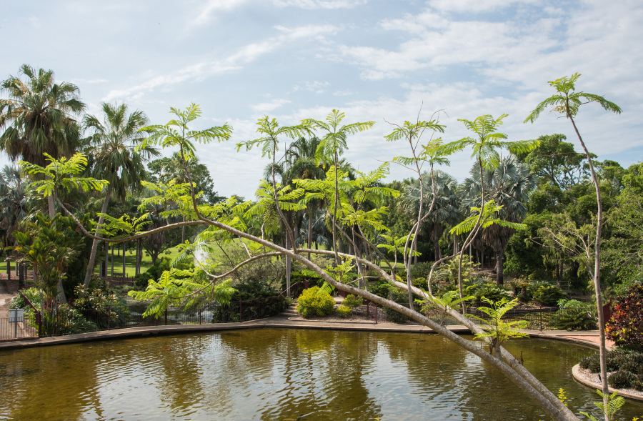 湛江热带植物园图片