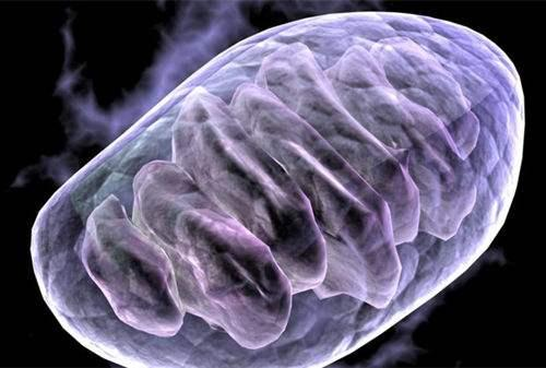 浅析线粒体脑肌病,一种母系基因遗传罕见病