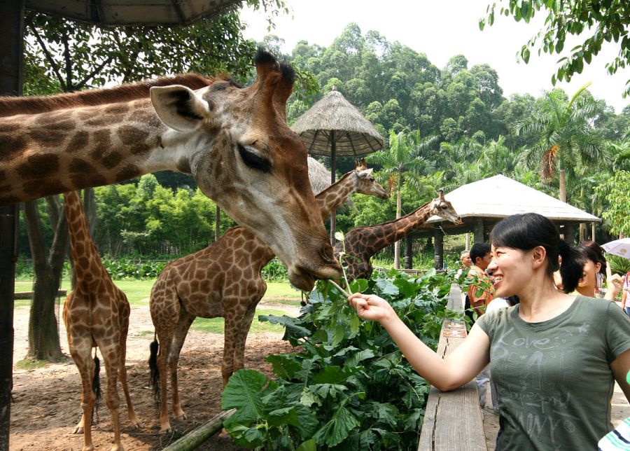 探索珠江畔的奇妙世界——广州香江野生动物世界旅游攻略