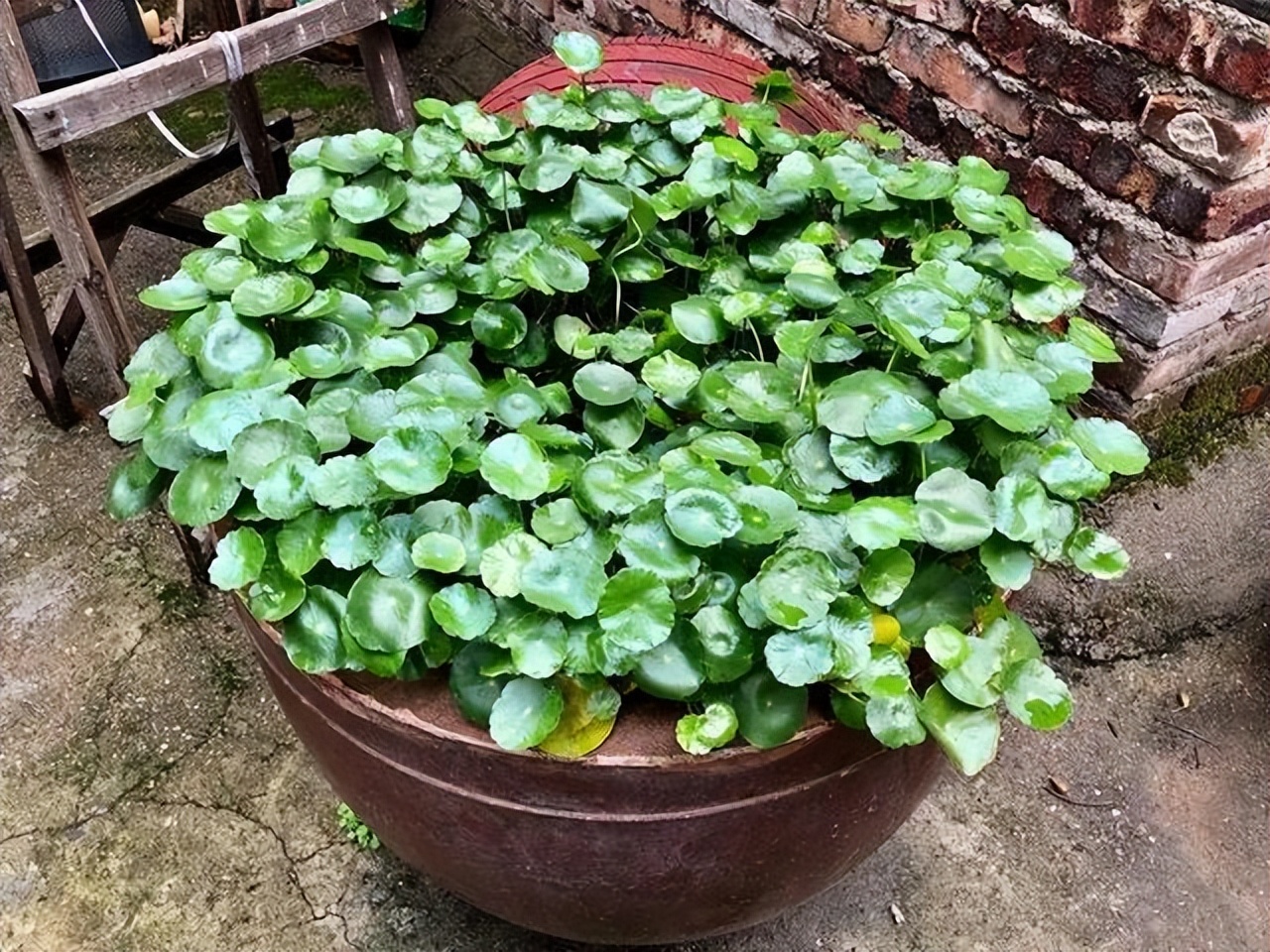 12种花,人称"死不了",轻松养出高颜值,适合懒人新手