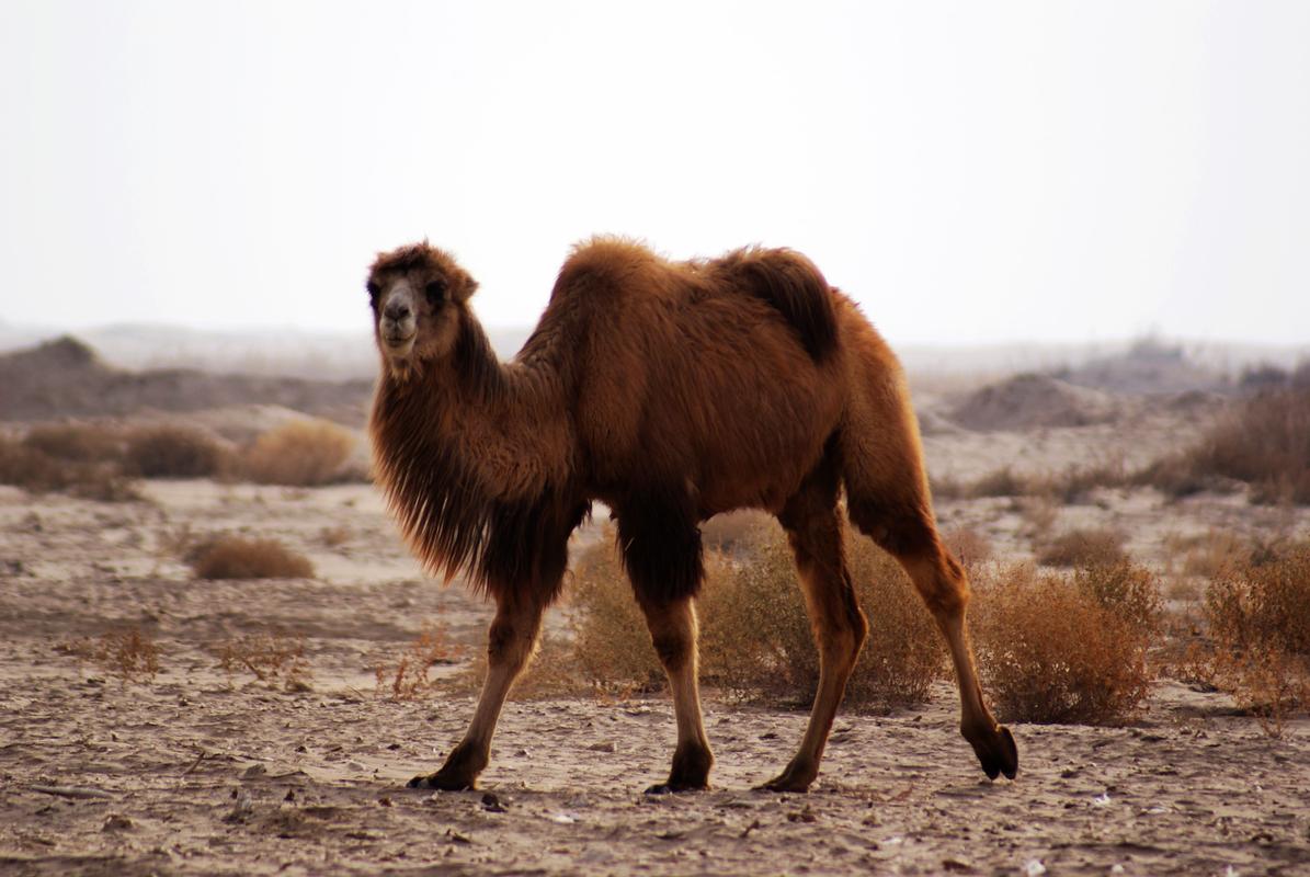 神秘骆驼:为何沙漠中的巨兽如此安全?