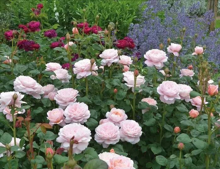 月季花界的"女神—瑞典女王,又美又仙,四季花开!