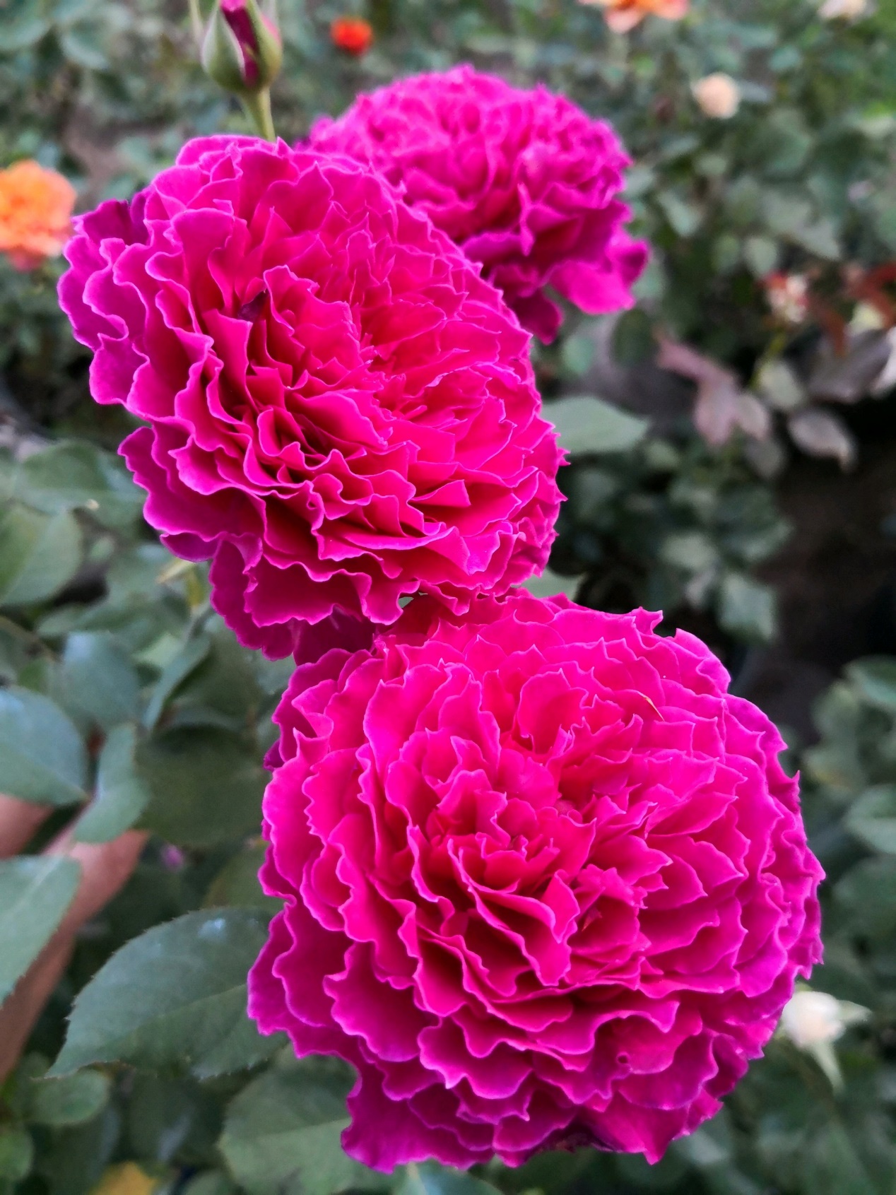 自带光芒的六款波浪边月季,你中意哪一款?