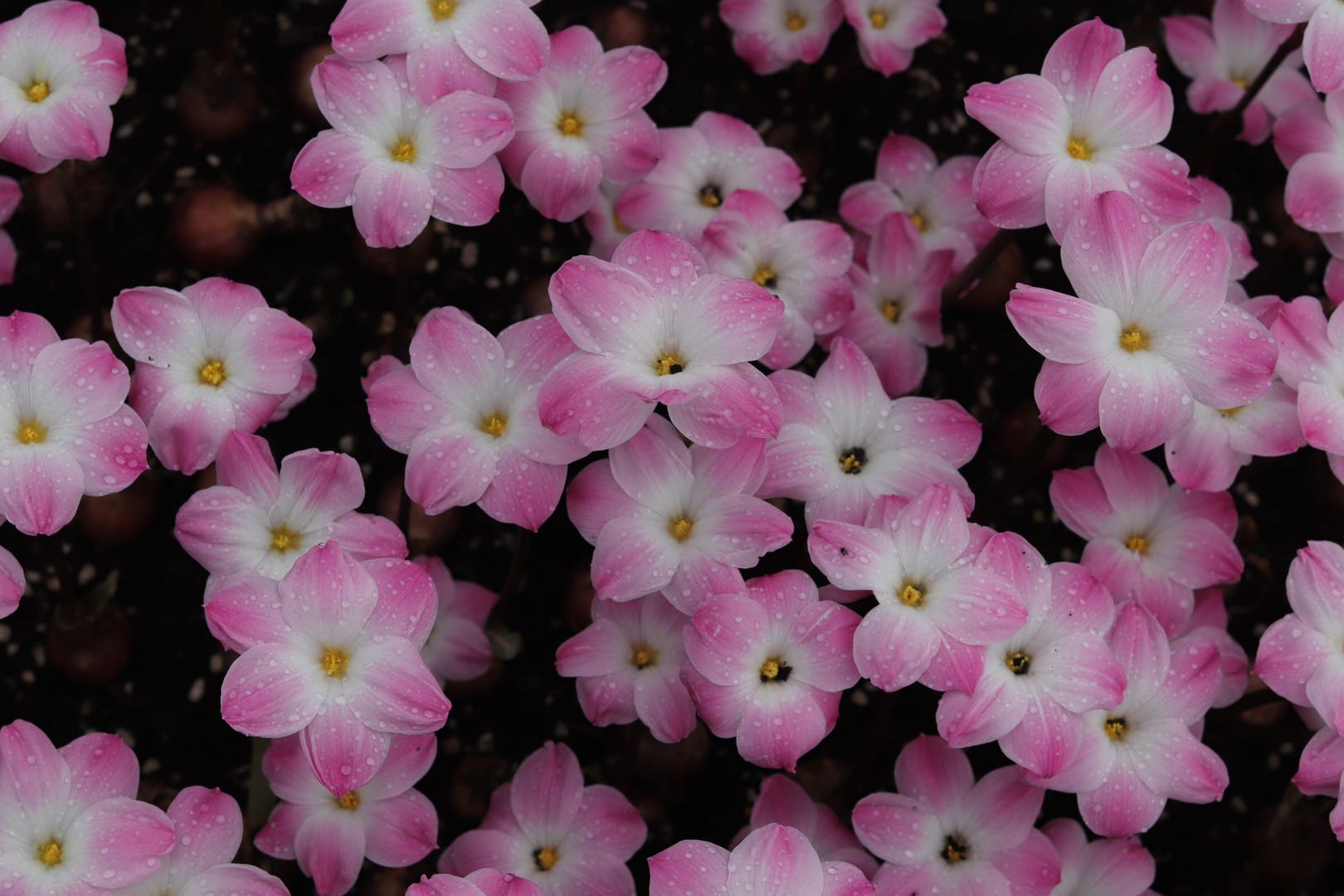 那个叫"胖丽丽"的风雨兰,真的很胖,还很可爱