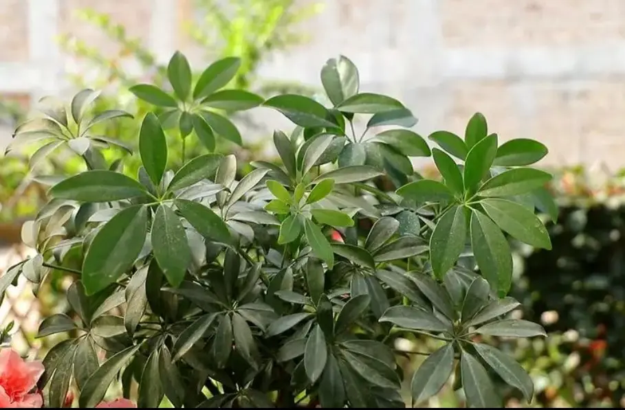 養好鴨腳木很簡單,記住4個要點,長得繁茂,株型美觀