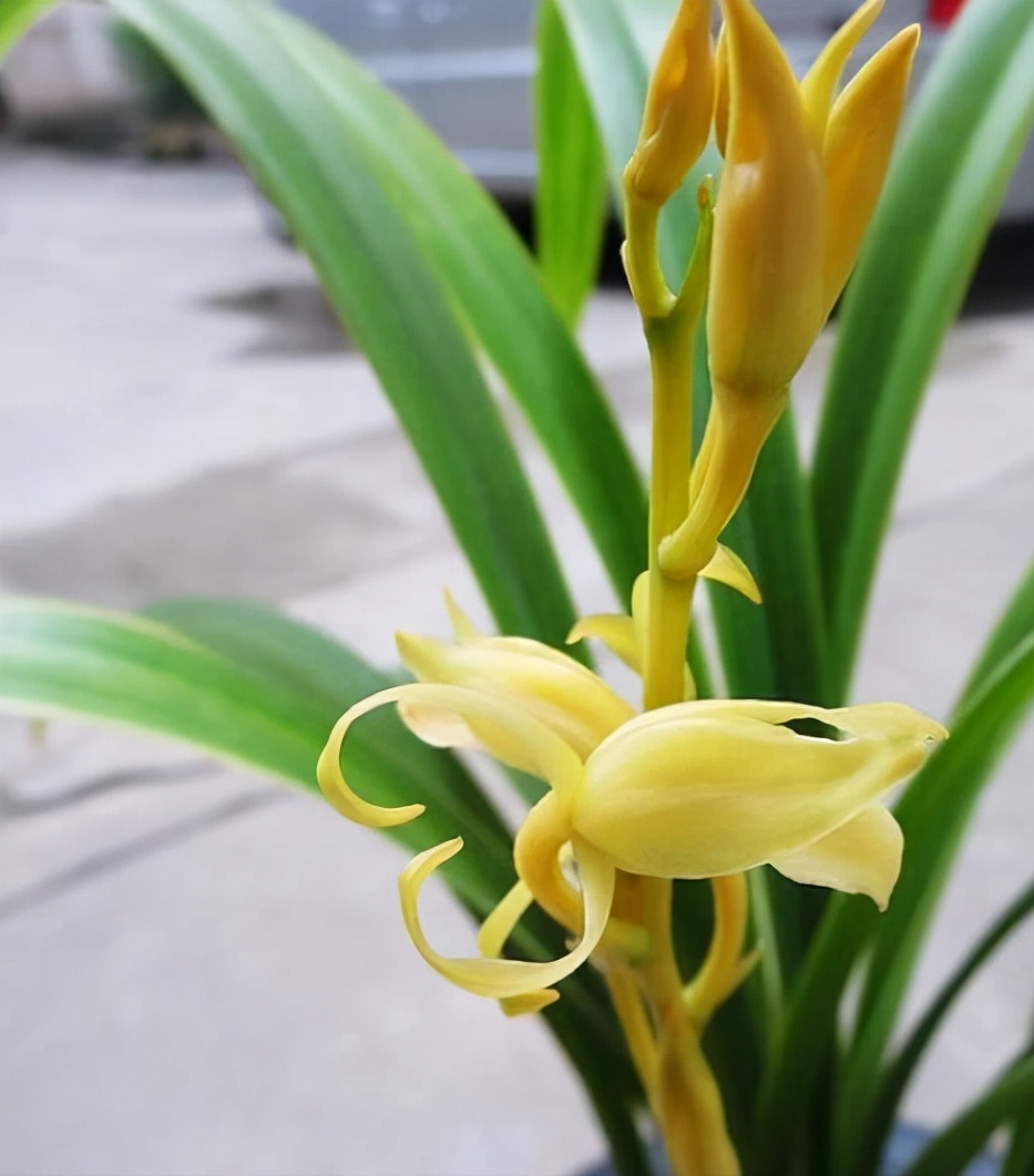 墨兰名品——金公主,通体金黄,气味芬芳,人称"仙女兰"