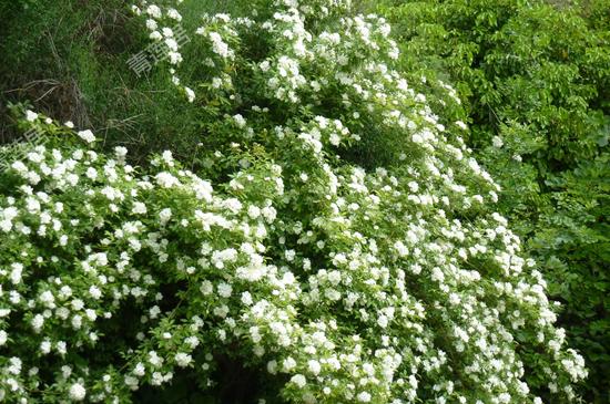 木香花—这样种植,开花更美