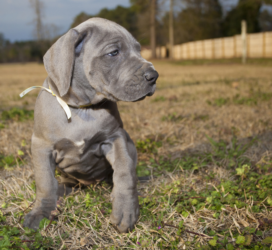 波尔多犬饲养攻略:培养忠诚伴侣的完美指南